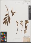 Foto von Salix caprea L. x Salix eleagnos Scop.